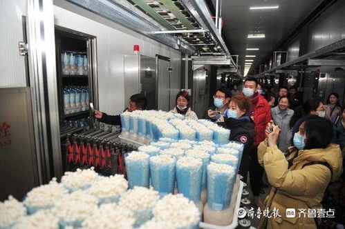 小蘑菇撬動(dòng)大財(cái)富，虛擬就業(yè)與生物科技共筑鄒城脫貧路